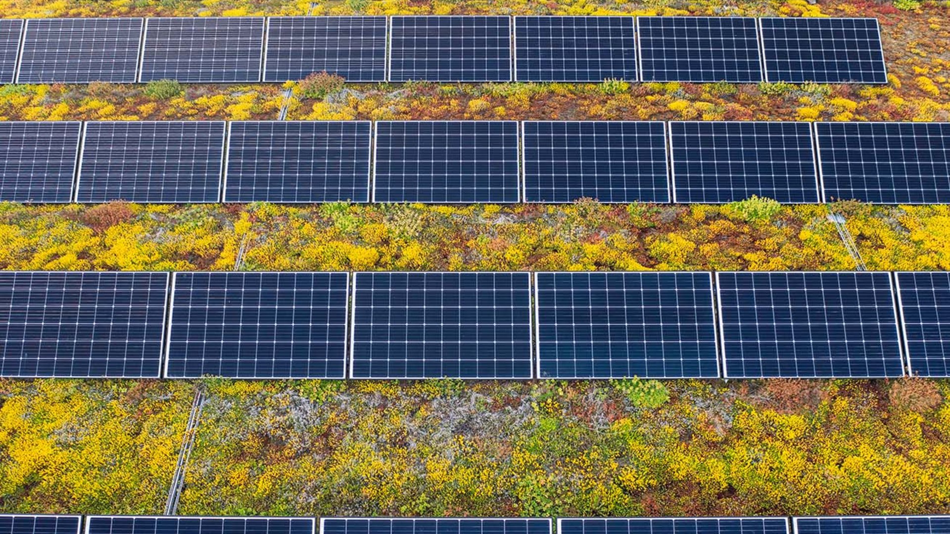 Flachdach mit Begrünung und großer PV-Anlage
